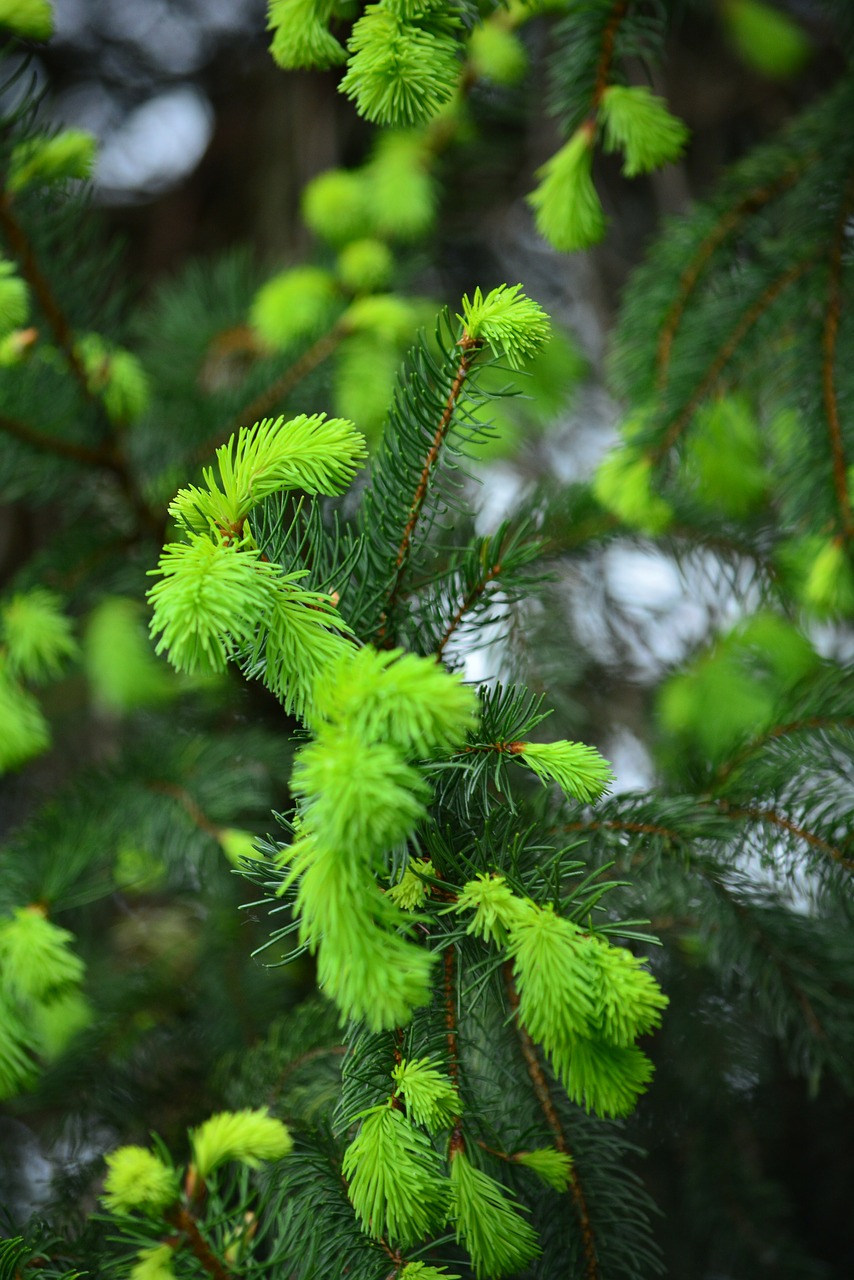 pine bud forest free photo