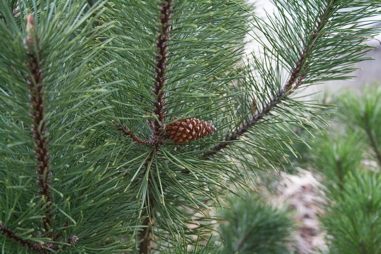 pine  evergreen  needle free photo