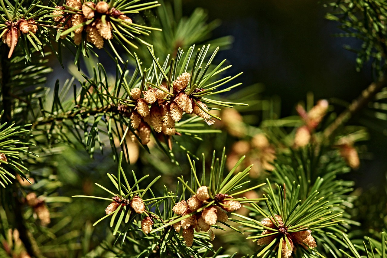 pine  tap  pine cones free photo