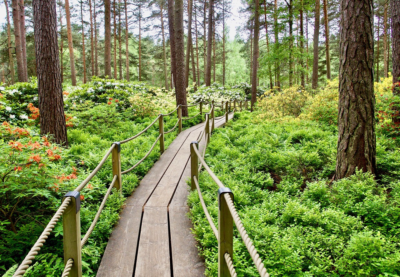 pine  nature  tree free photo