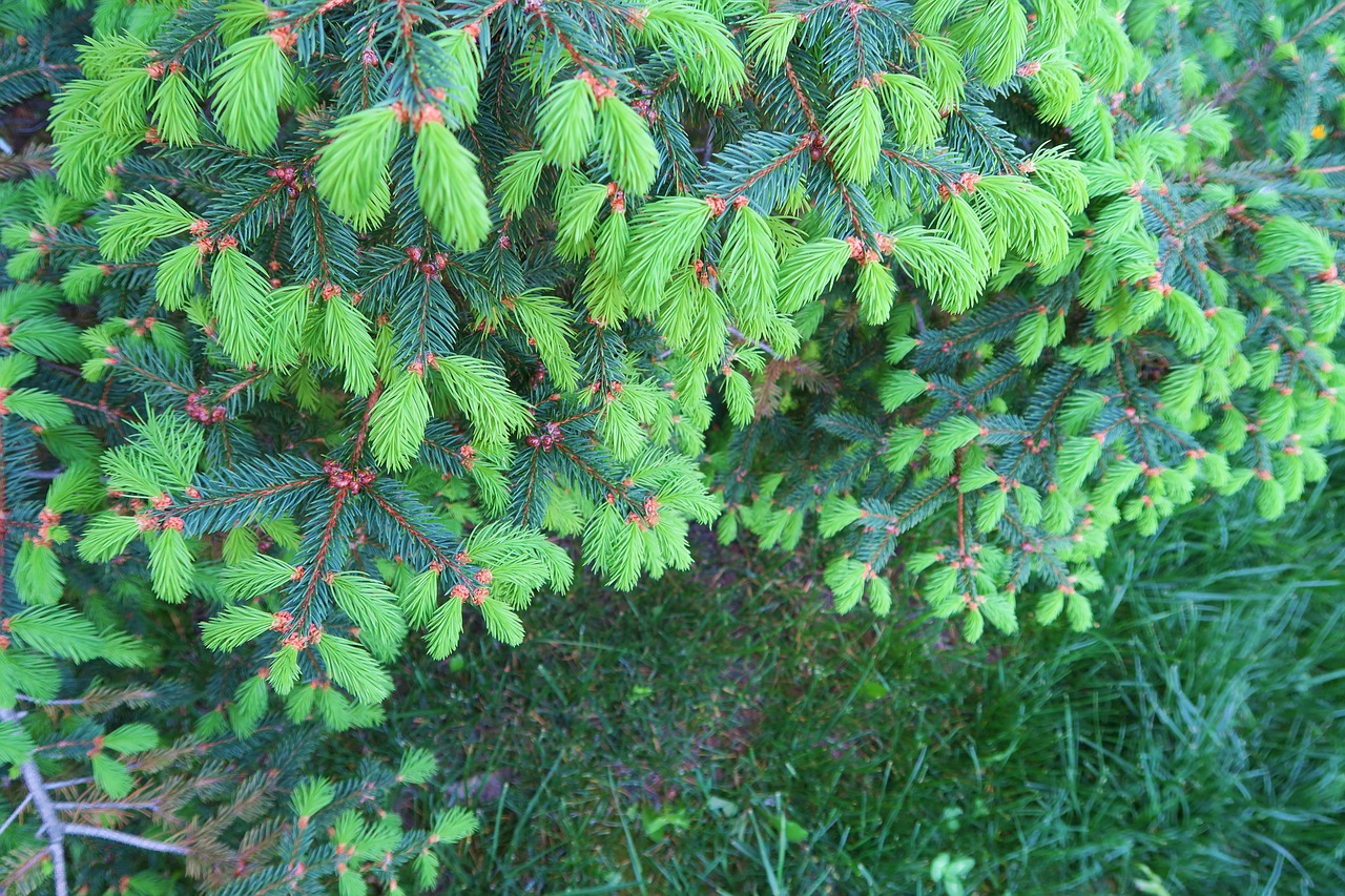 pine  leaves  nature free photo