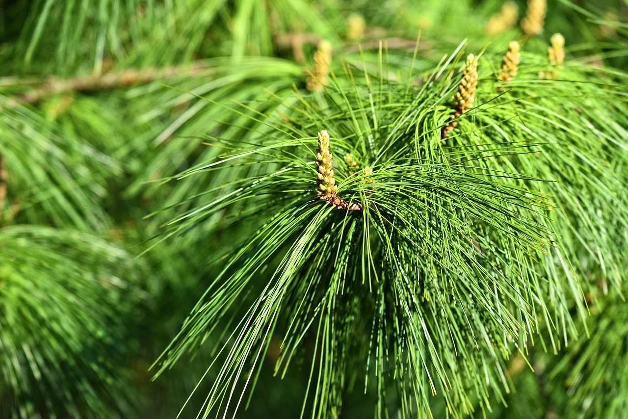 pine  conifer  tree free photo