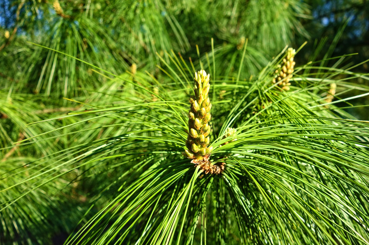 Pinus wallichiana Веймутова шишка