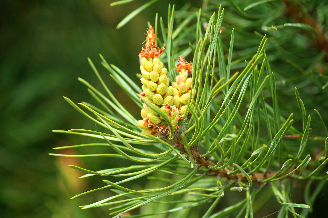 pine  flowering  spring free photo