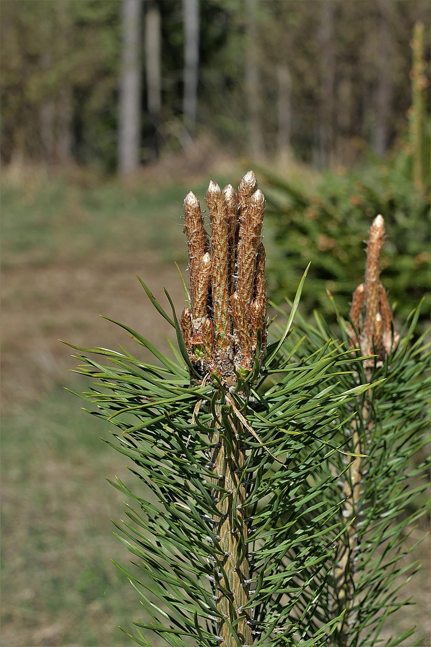 pine  bud  shoots free photo