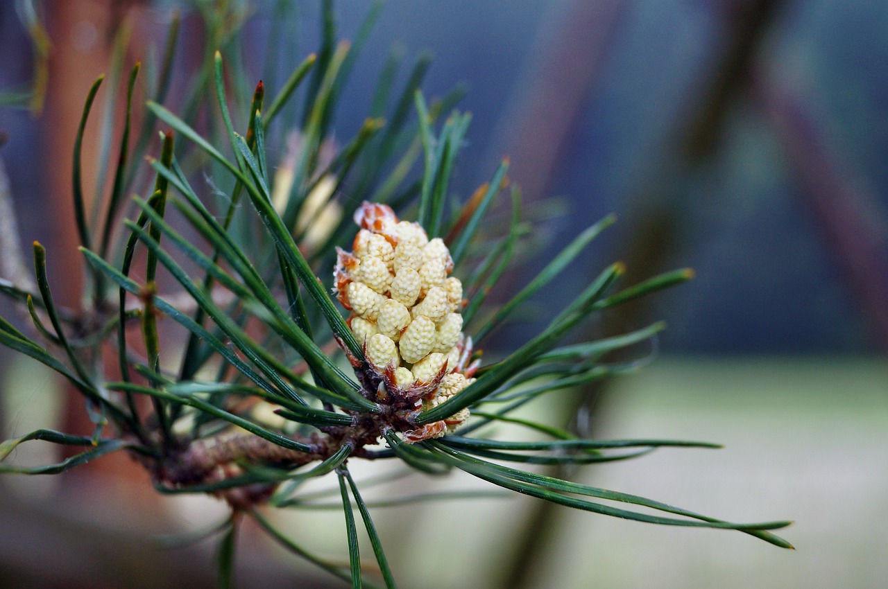 pine blossom bloom free photo