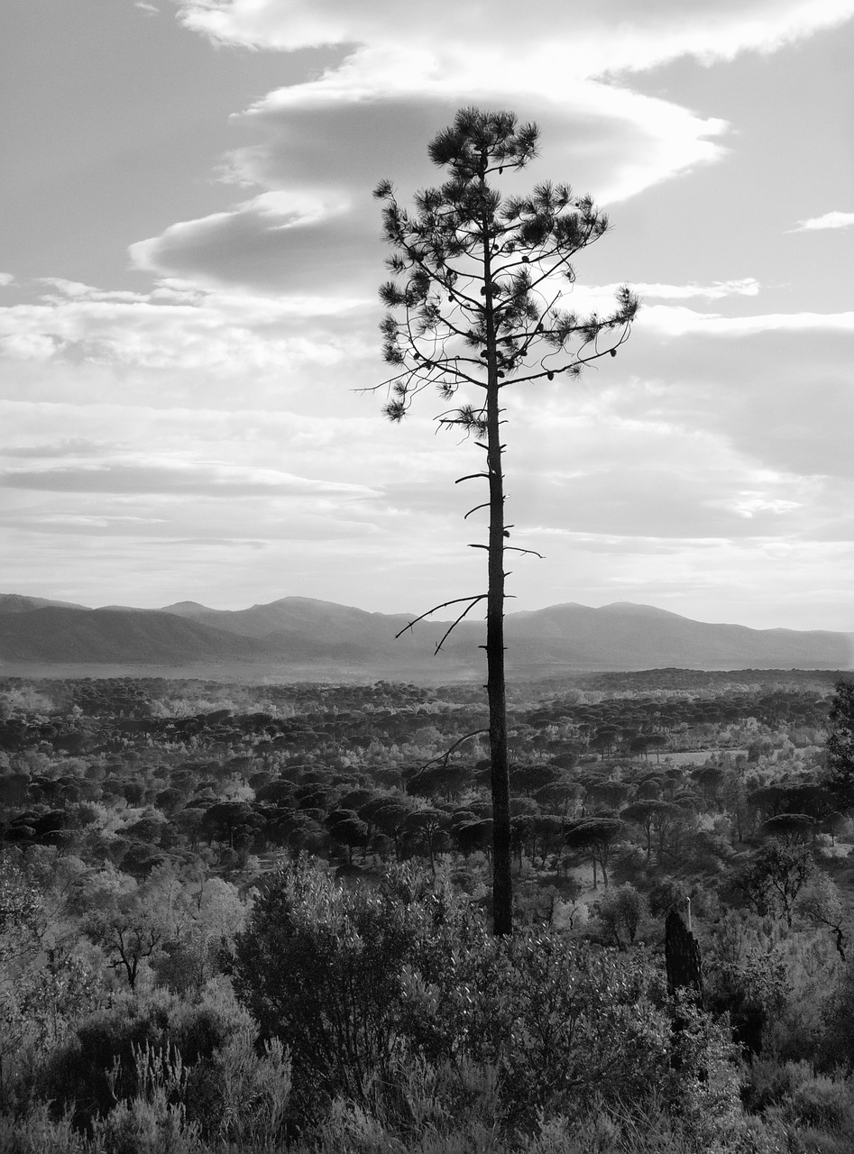 pine  plain  landscape free photo