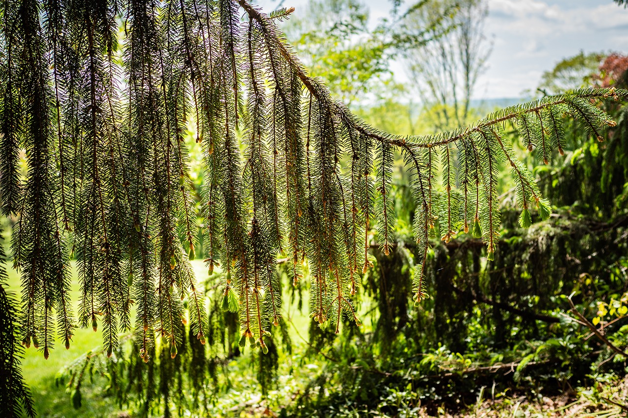 pine  garden  spring free photo