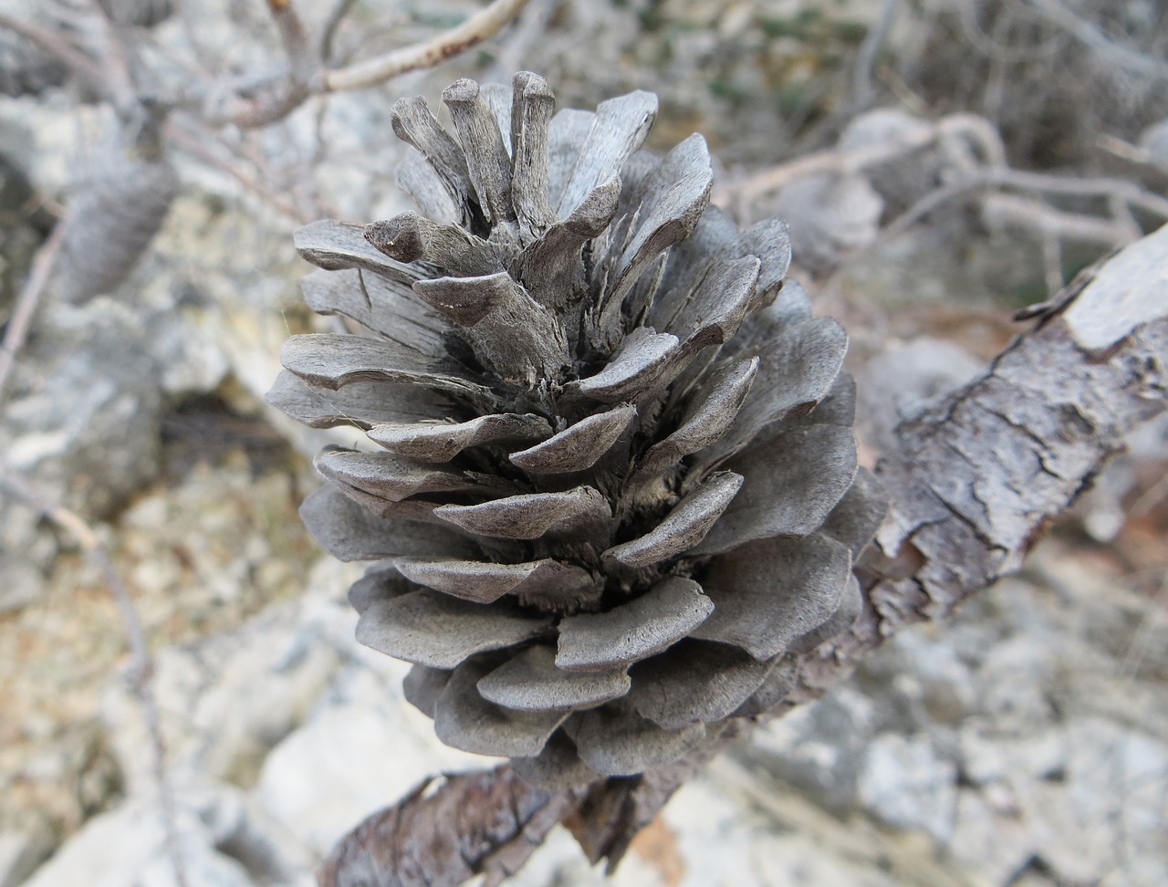 pine  dalmatia  tree free photo