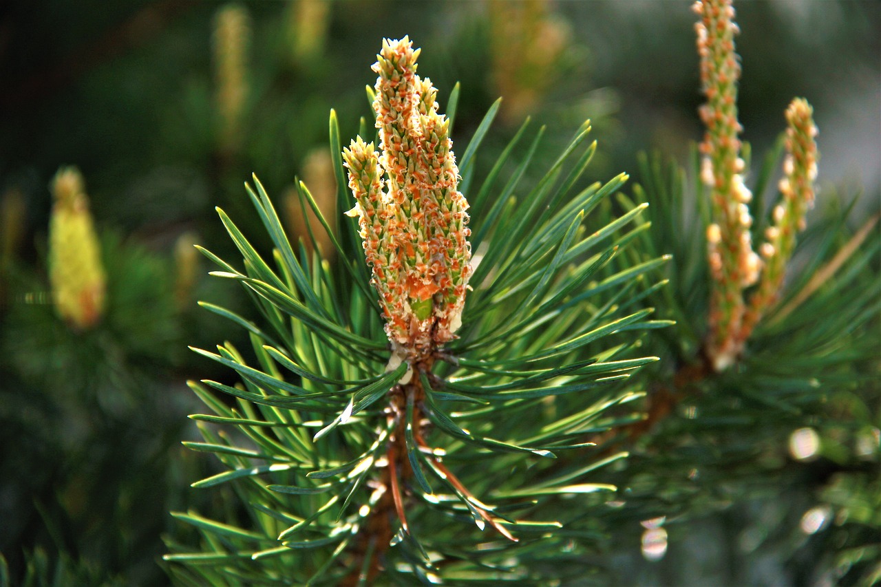 pine  forest  trees free photo