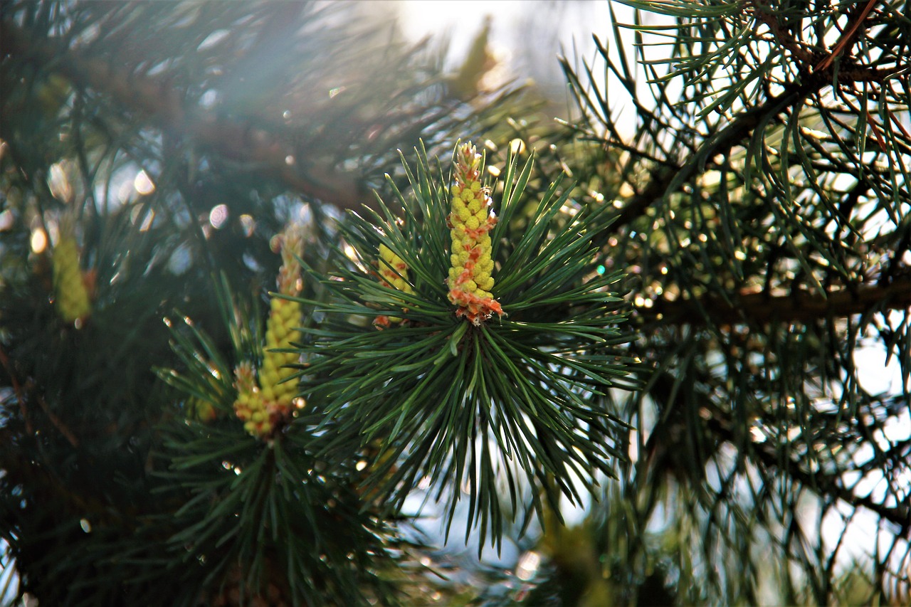 pine  sun  forest free photo