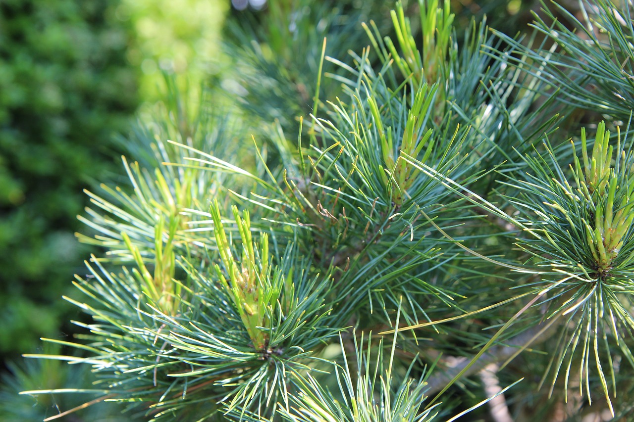 pine  maritime pine  pinewood free photo