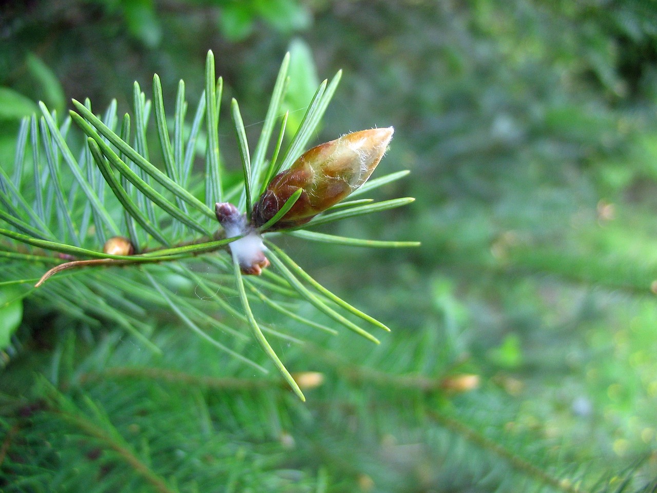 pine cone branch free photo