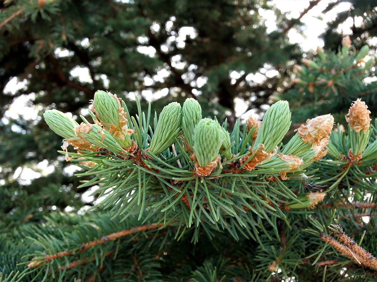 pine  seed  plant free photo