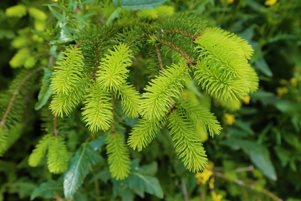 pine  plant  nature free photo