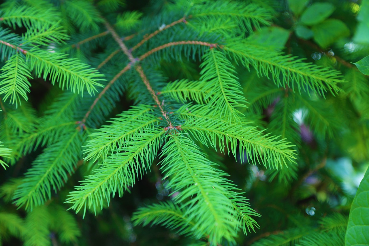 pine  tree  pine trees free photo
