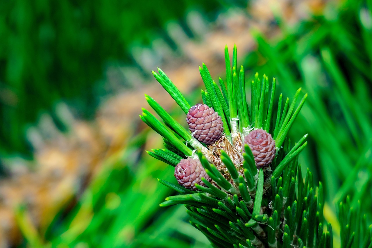 pine  echinacea  plant free photo