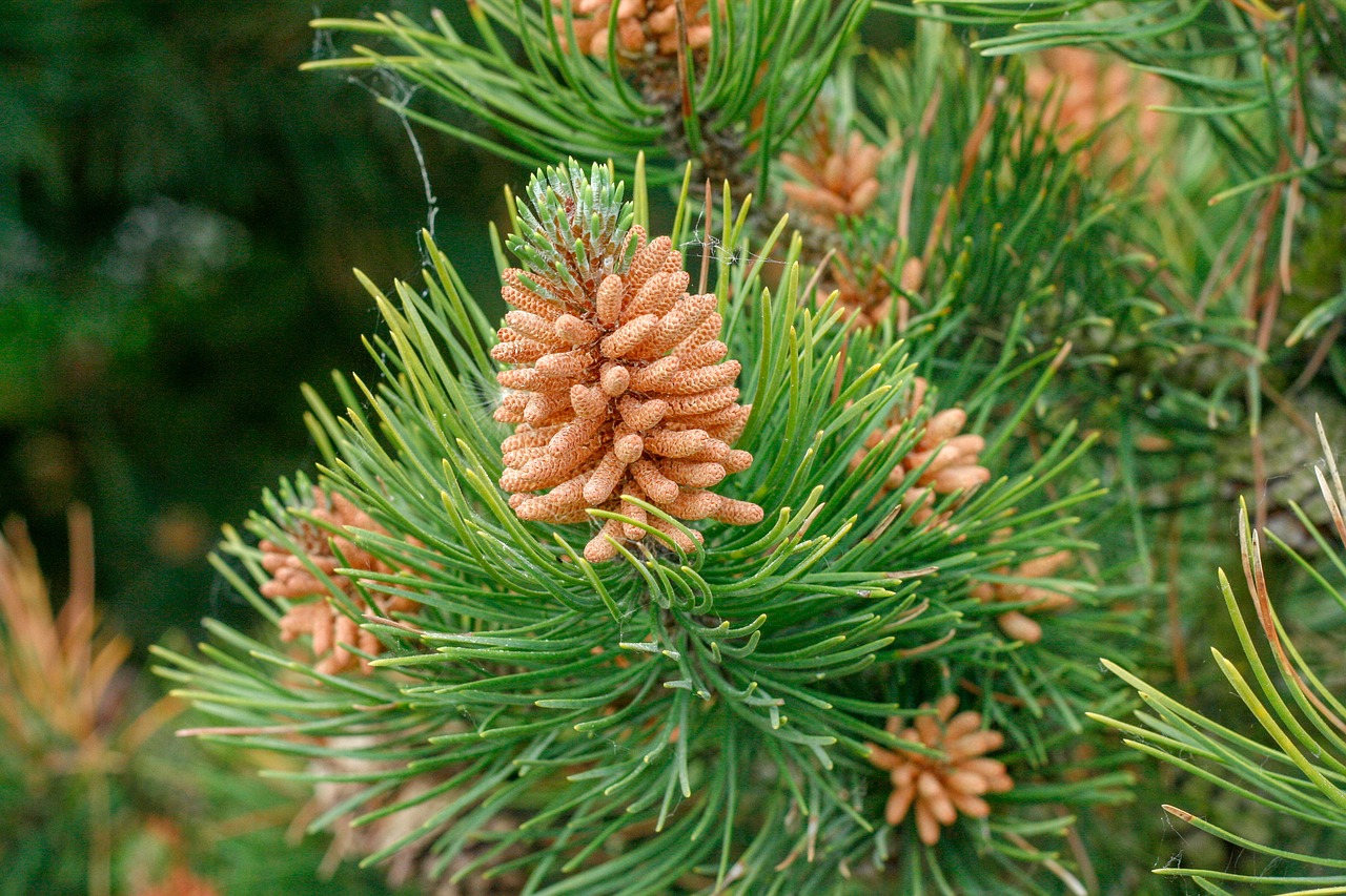 pine  tree  green free photo