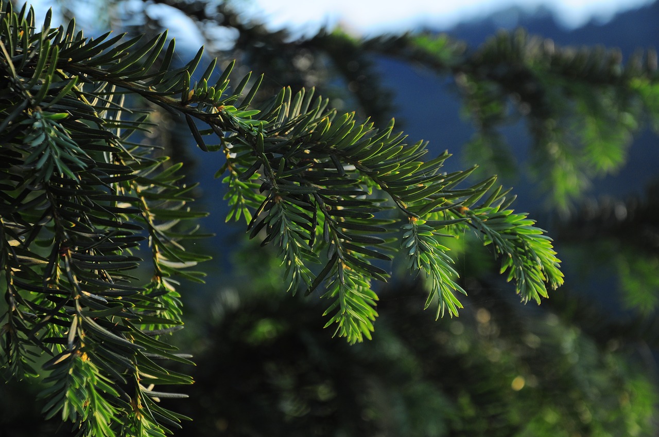 pine  pine branch  pine tree free photo