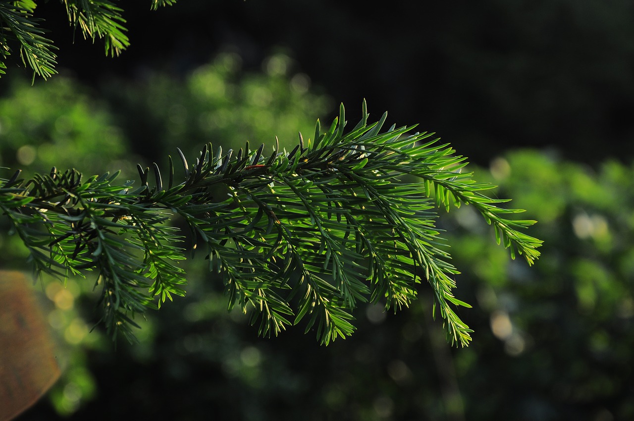 pine  official glass  pine tree free photo