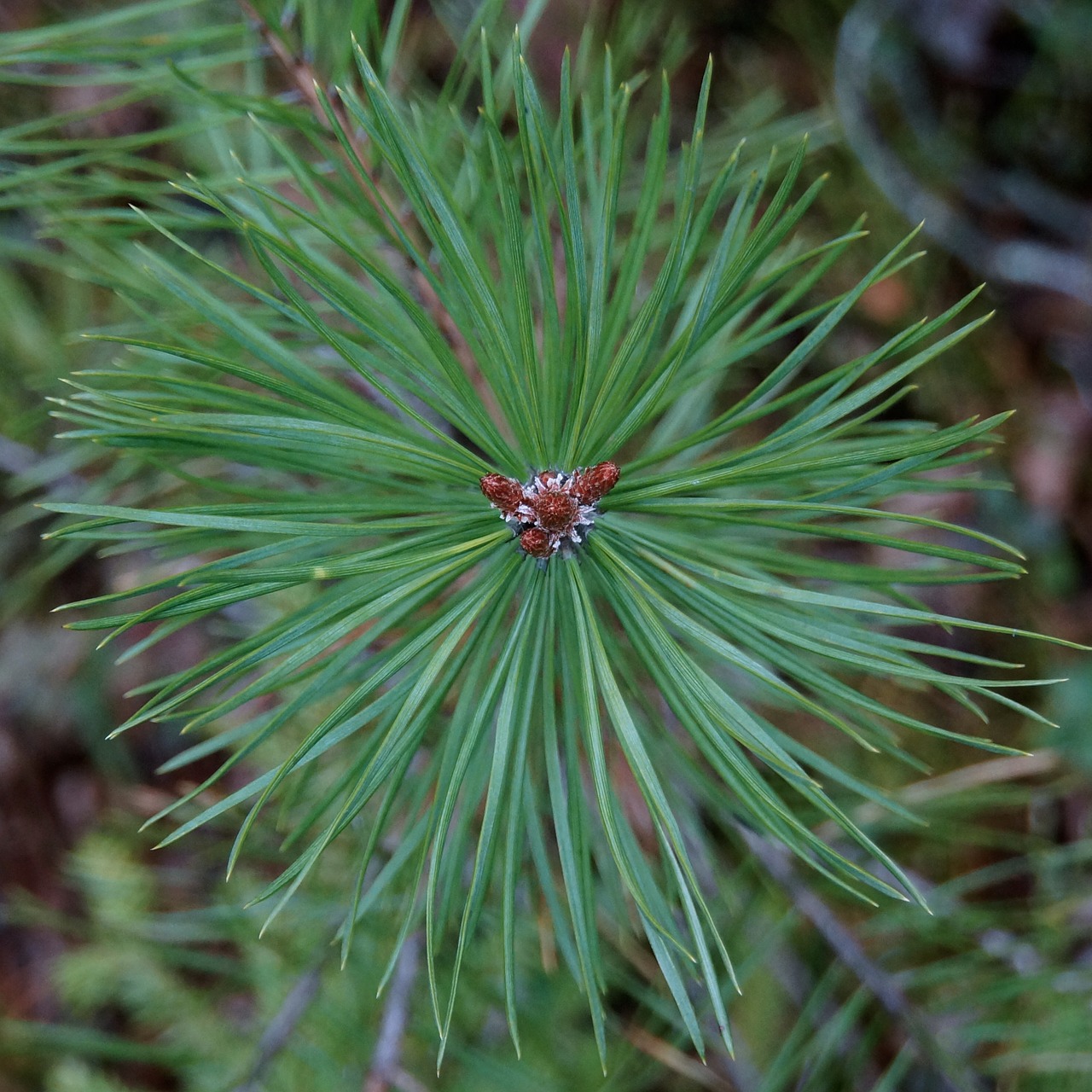 pine conifer growth point free photo