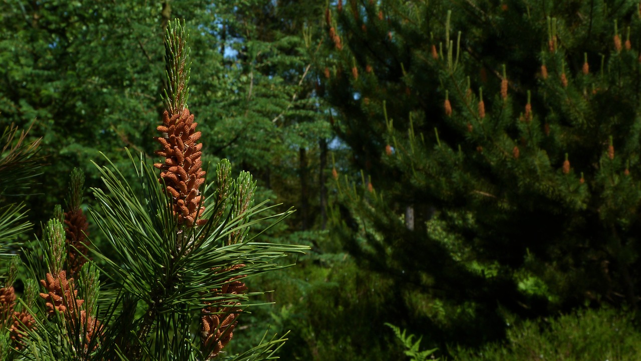 pine  fir  tree free photo