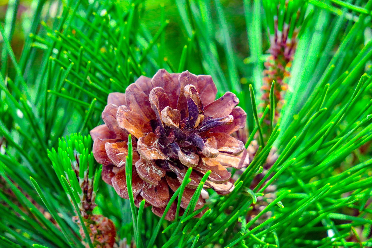 pine  plant  natural free photo