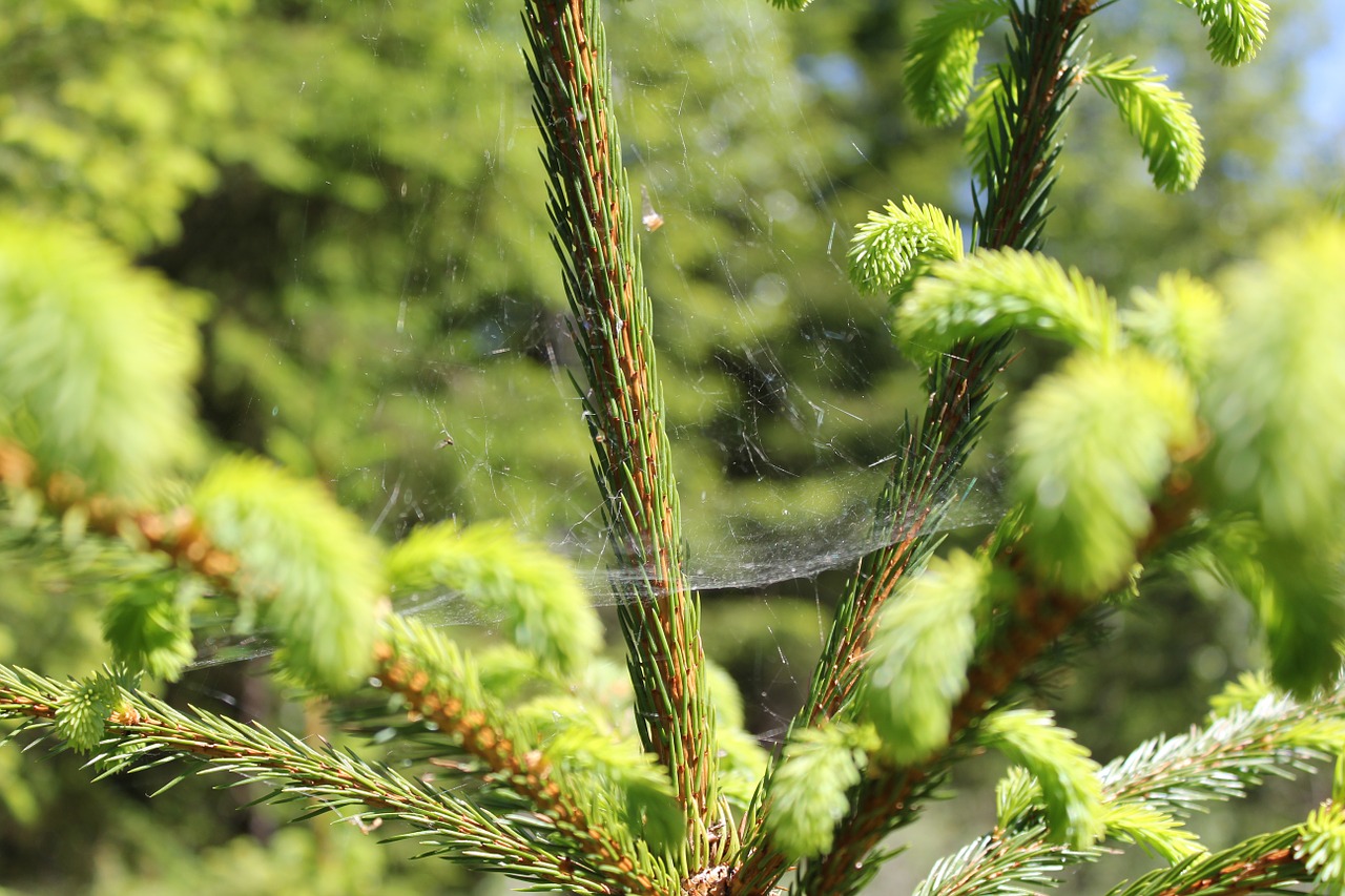 pine pine needles nature free photo