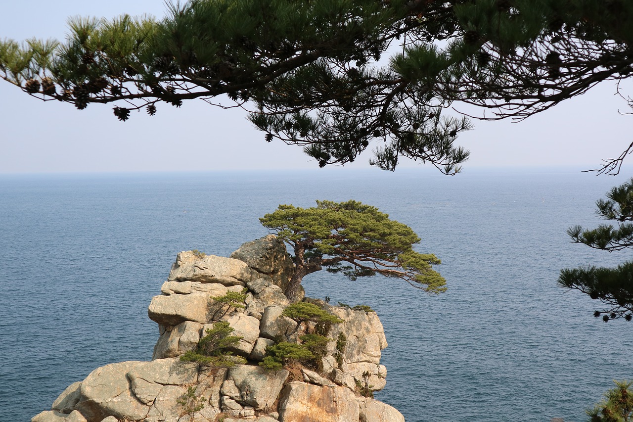 pine  to see  sea free photo