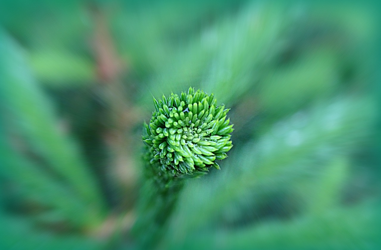 pine  wood  forest free photo