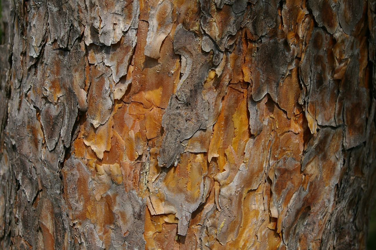 pine bark conifer free photo