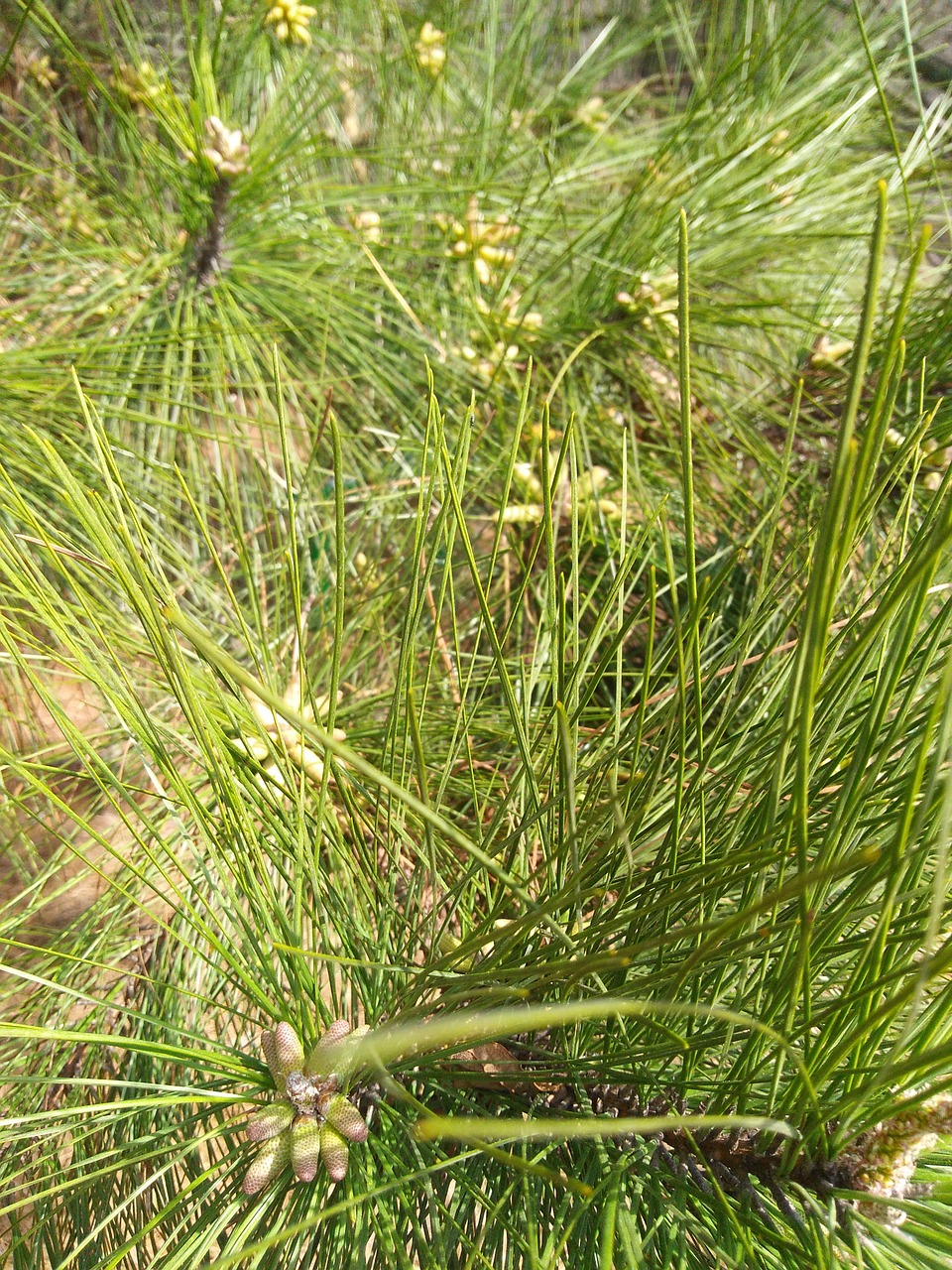 pine  blooms  nature free photo