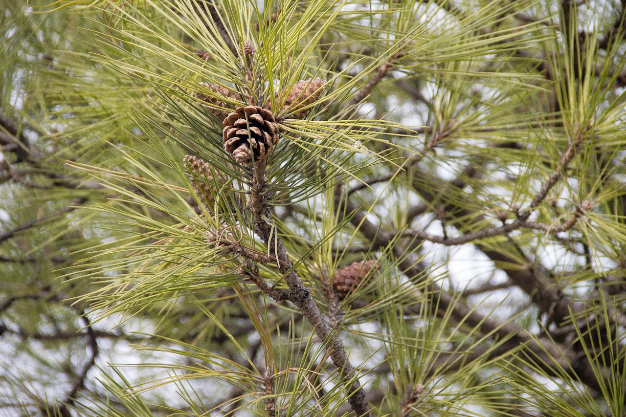 pine  cones  tree free photo