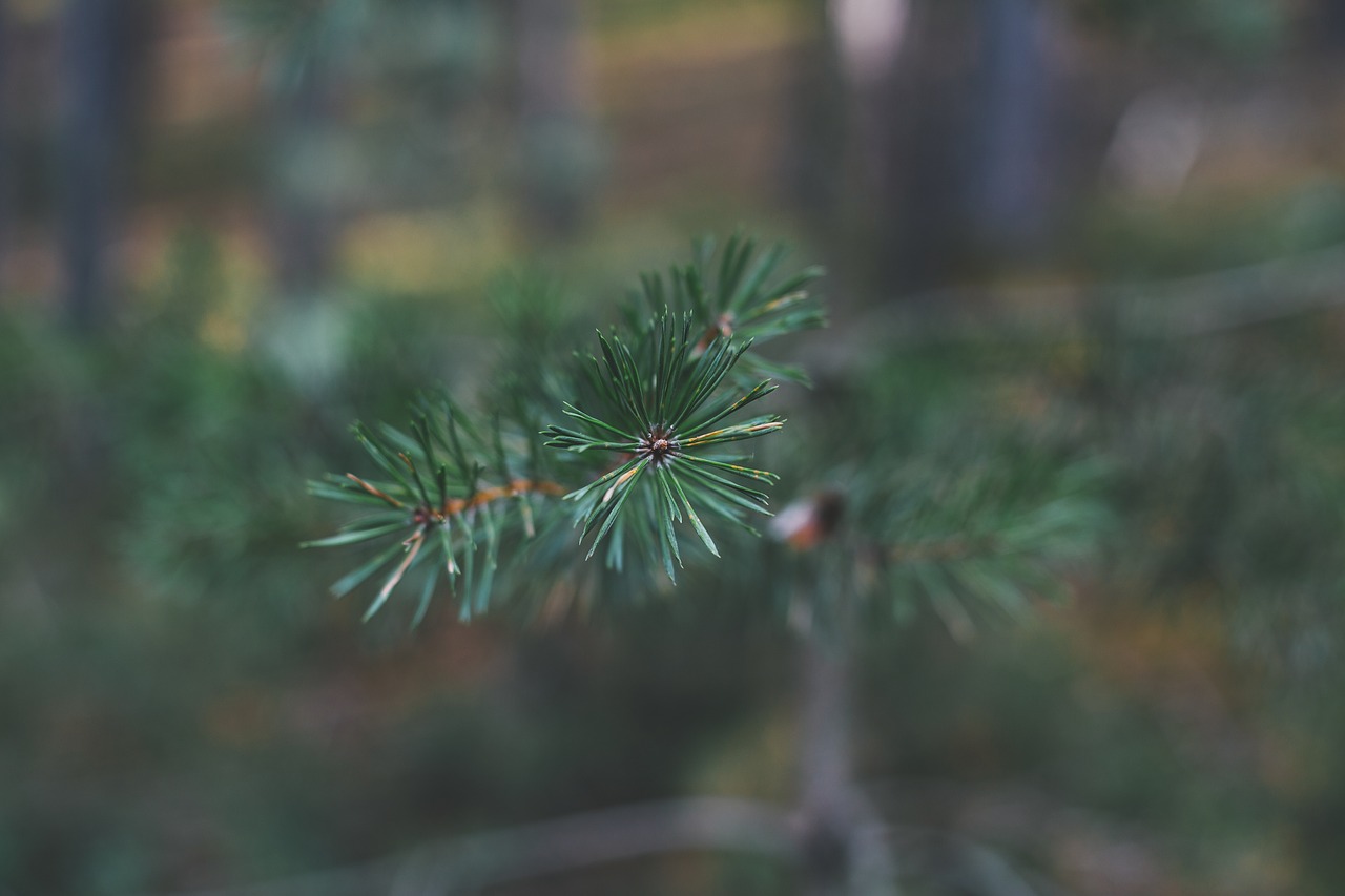 pine  nature  forest free photo