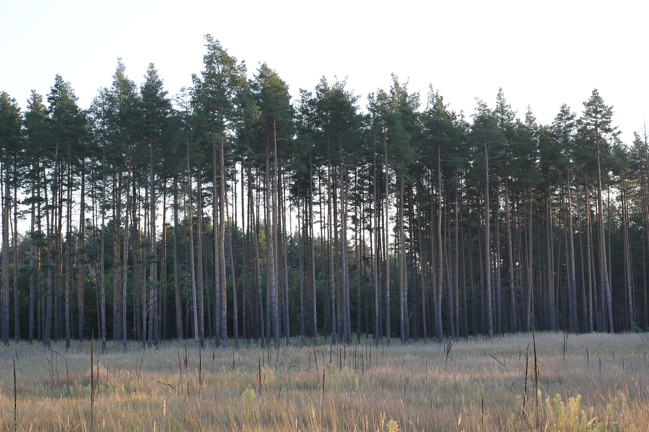 pine  field  landscape free photo