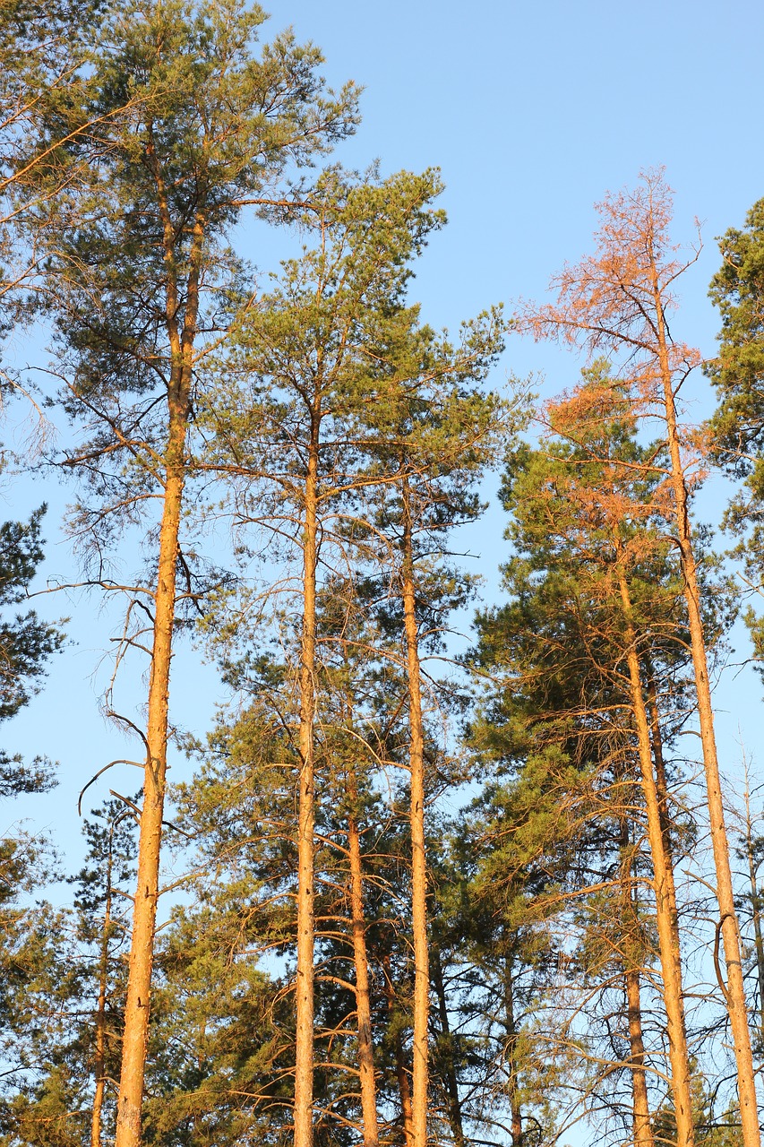 pine  field  landscape free photo