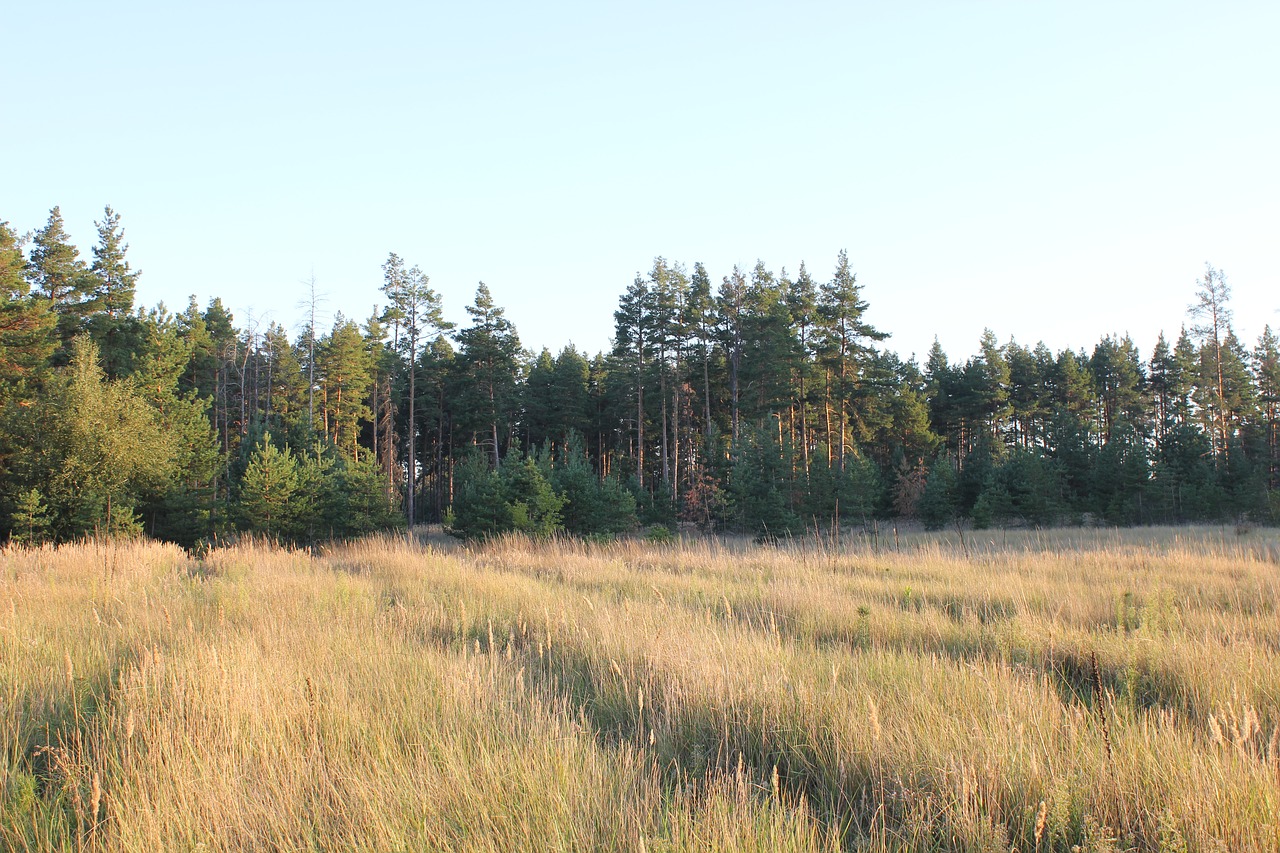 pine  field  landscape free photo