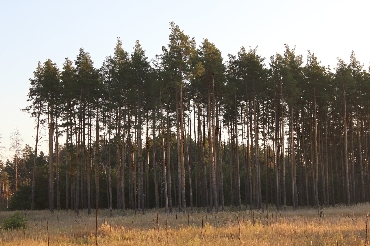 pine  field  landscape free photo