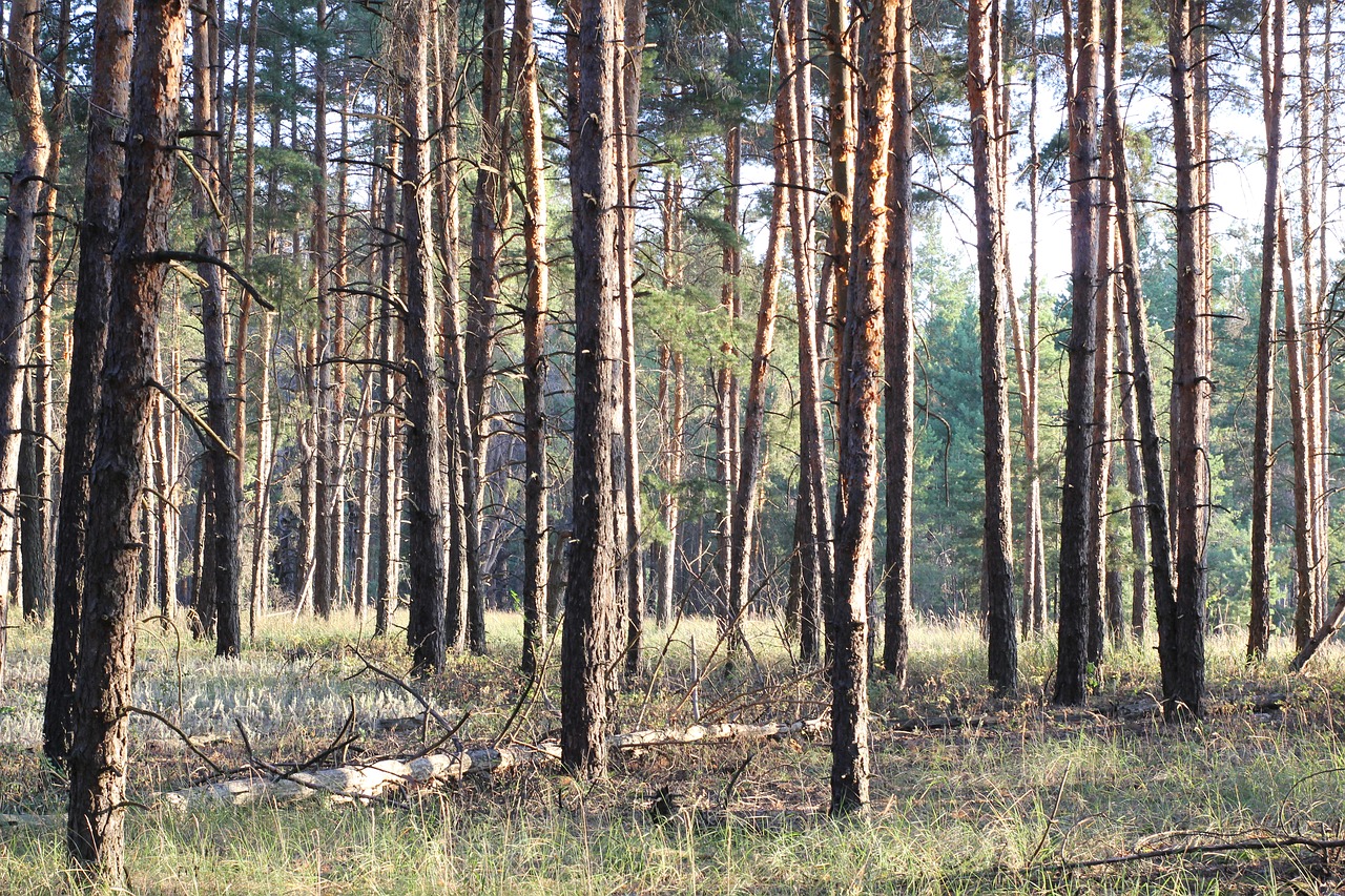 pine  field  landscape free photo