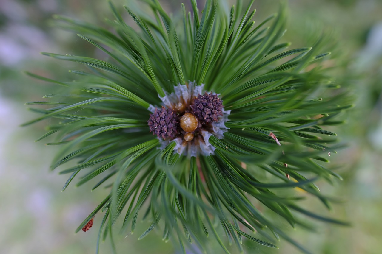 pine  pine flower  blossom free photo