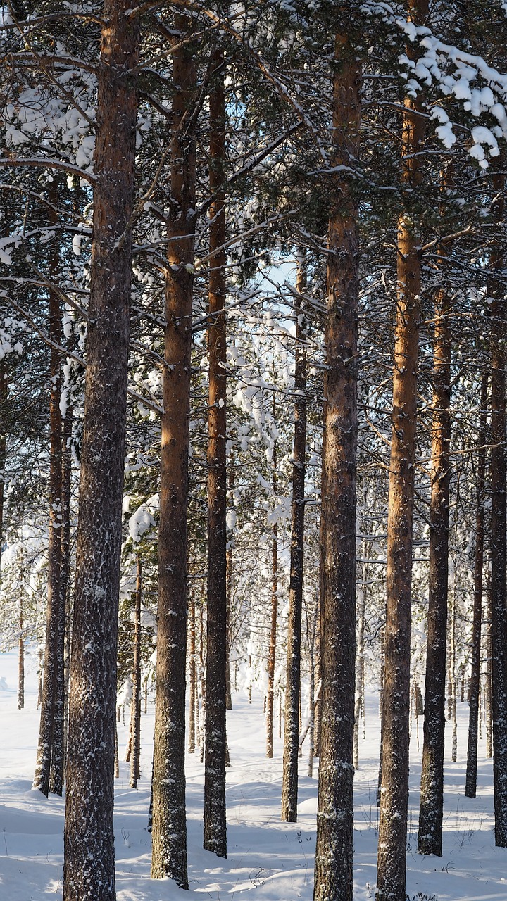 pine  forest  winter free photo