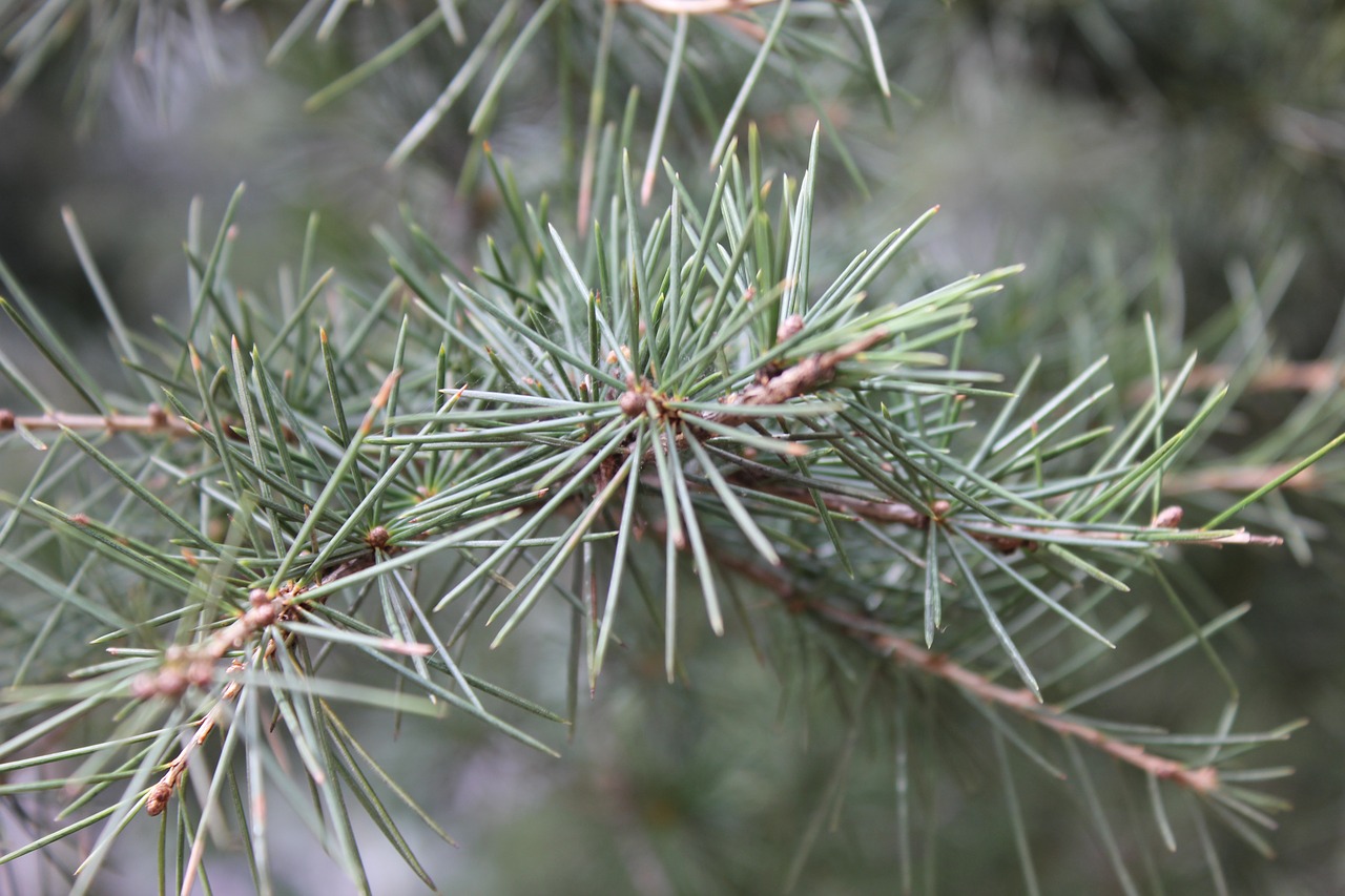 pine  forest  wild free photo