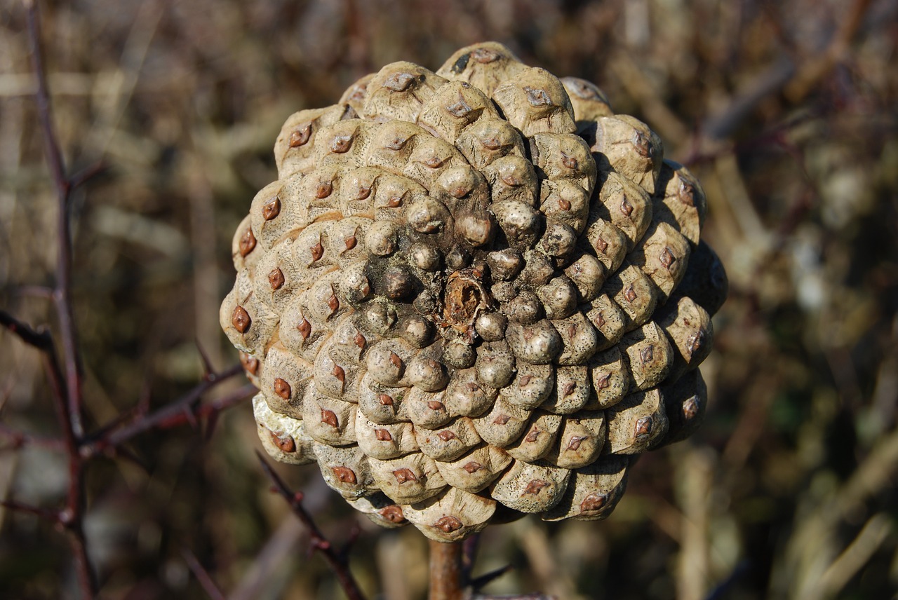 pine  cone  spiral free photo