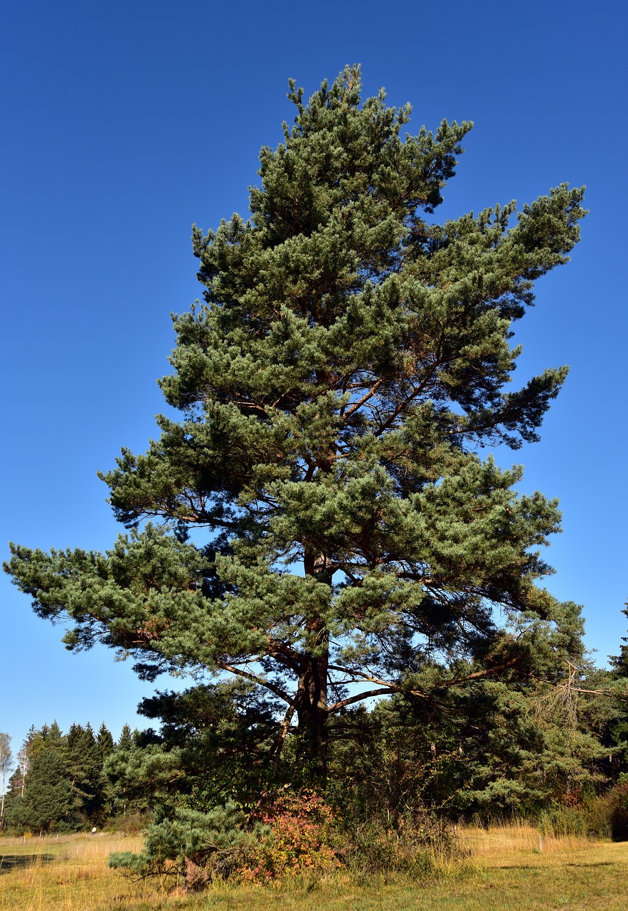 pine  tree  conifer free photo
