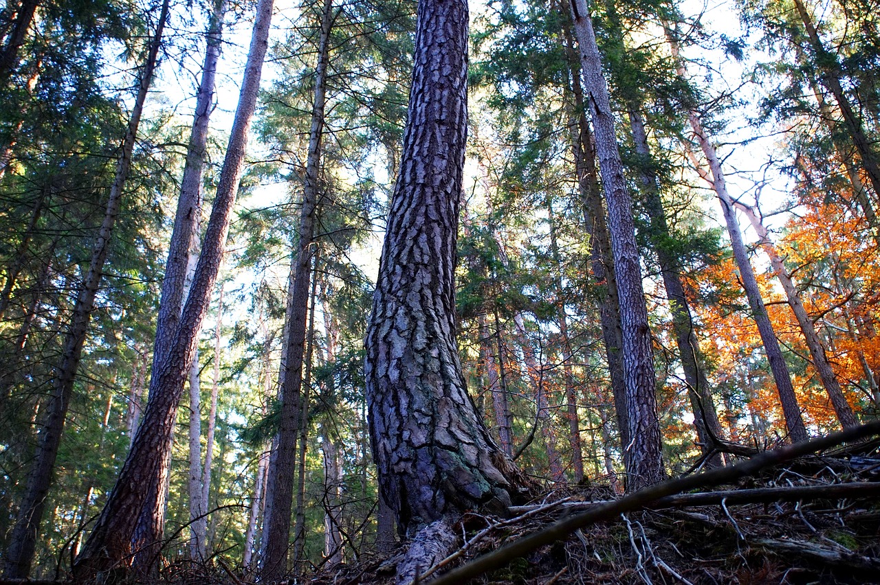 pine  tree  bark free photo