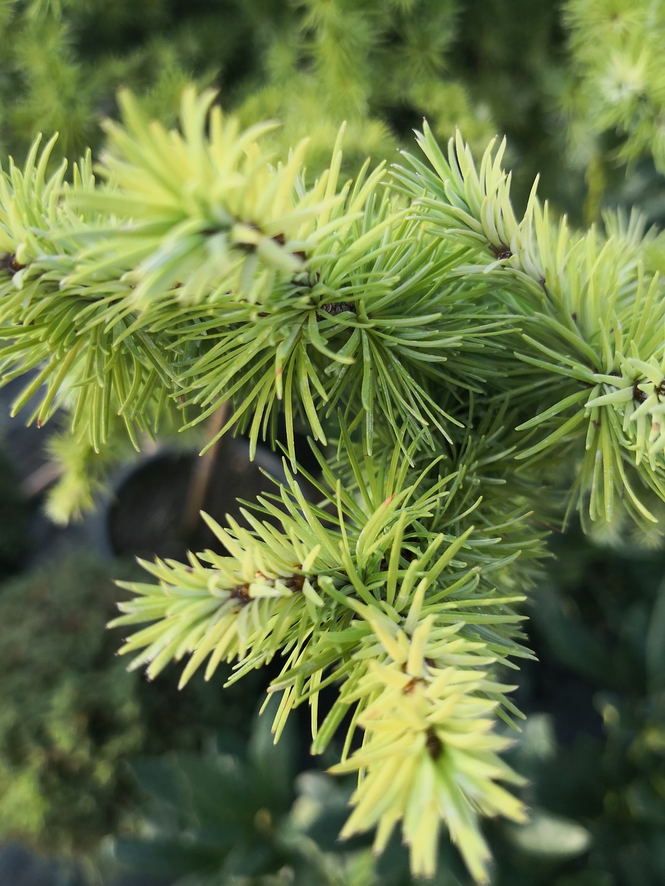 pine  green  garden free photo