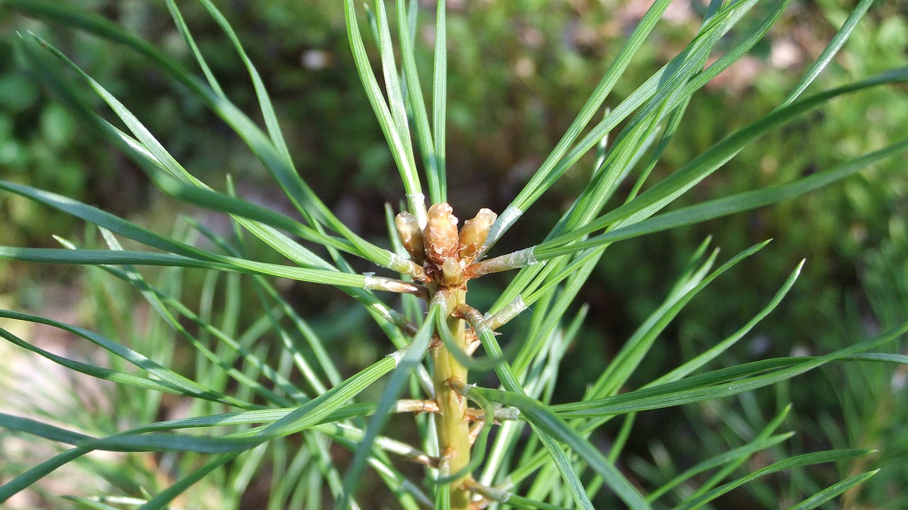 pine  needle  nature free photo