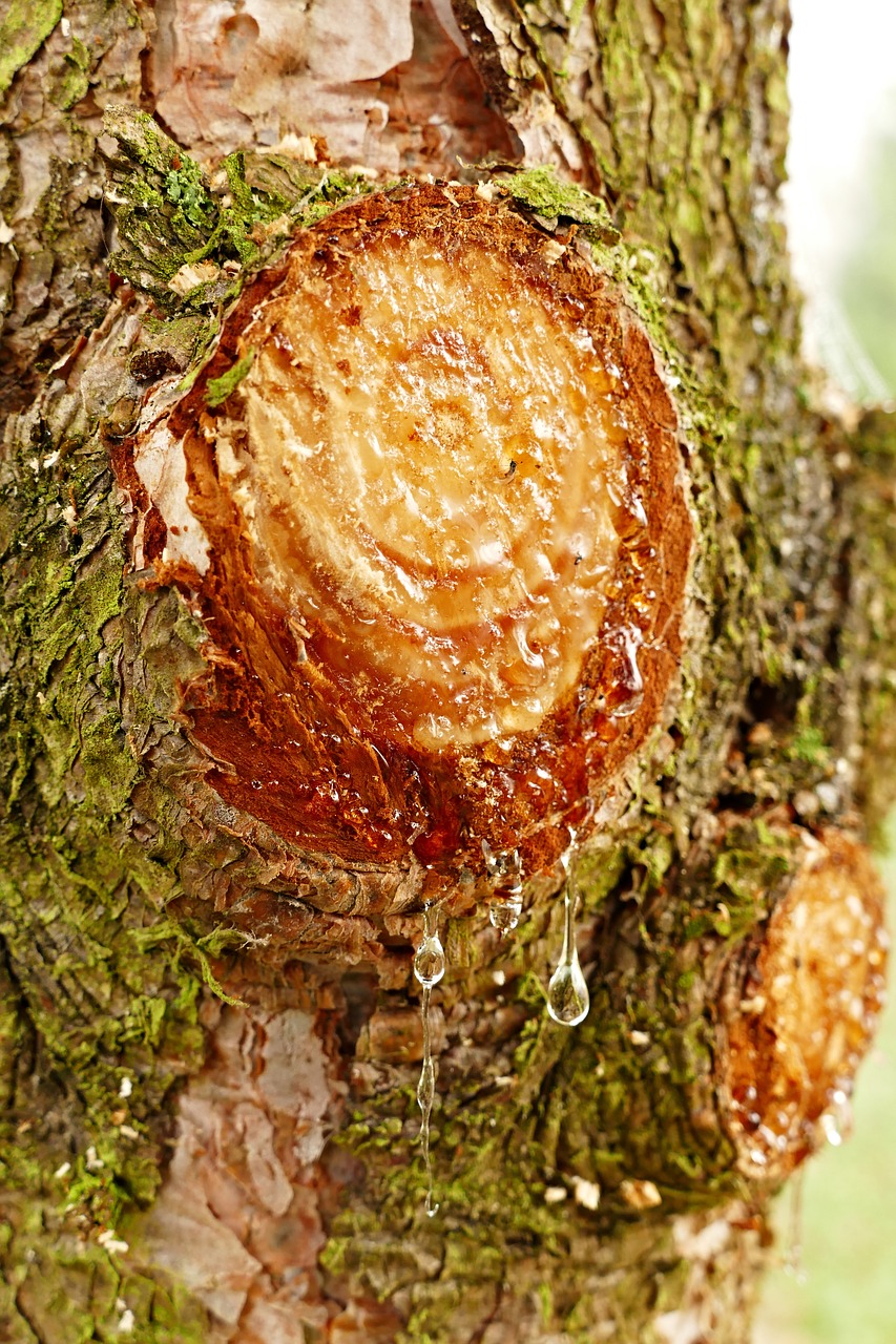 pine  resin  bark free photo