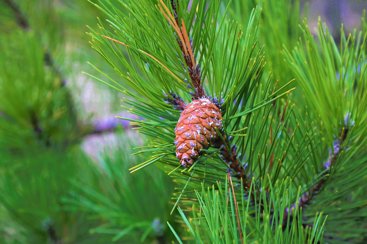 pine  cocoon  forest free photo