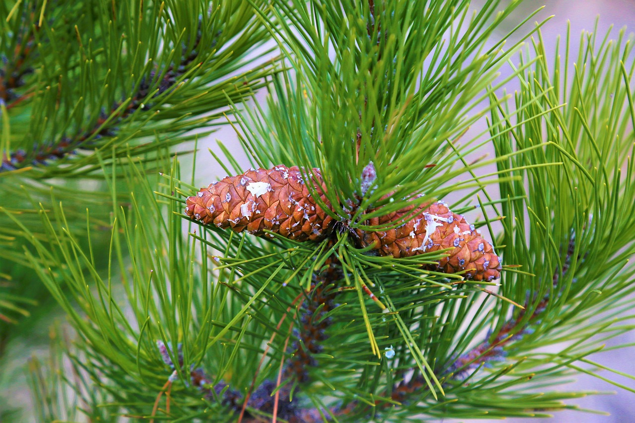 pine  cocoon  tree free photo